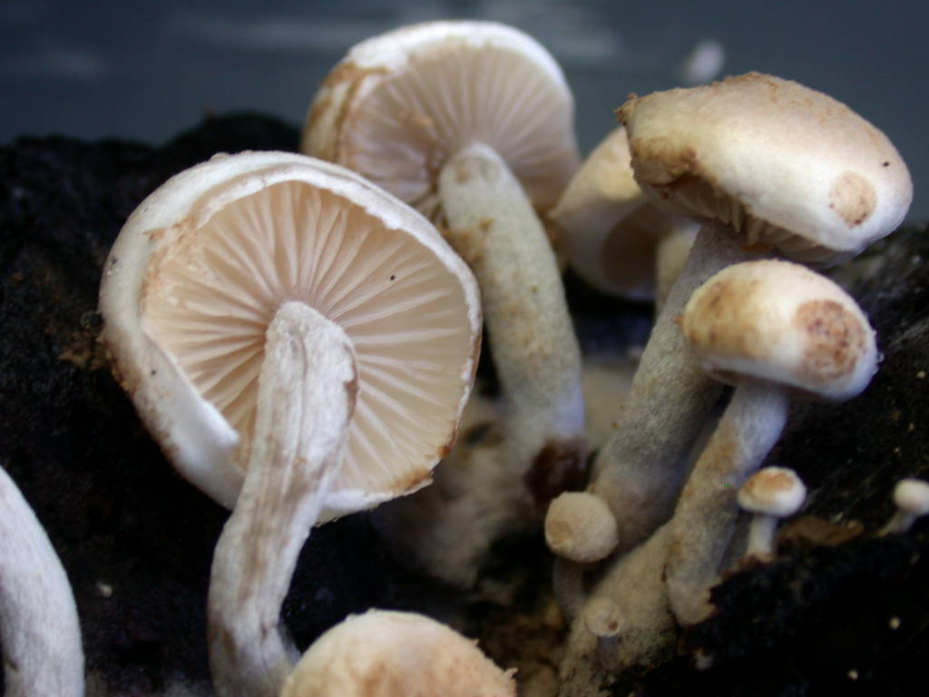 Sar� facile ....  ???   Quizzzz